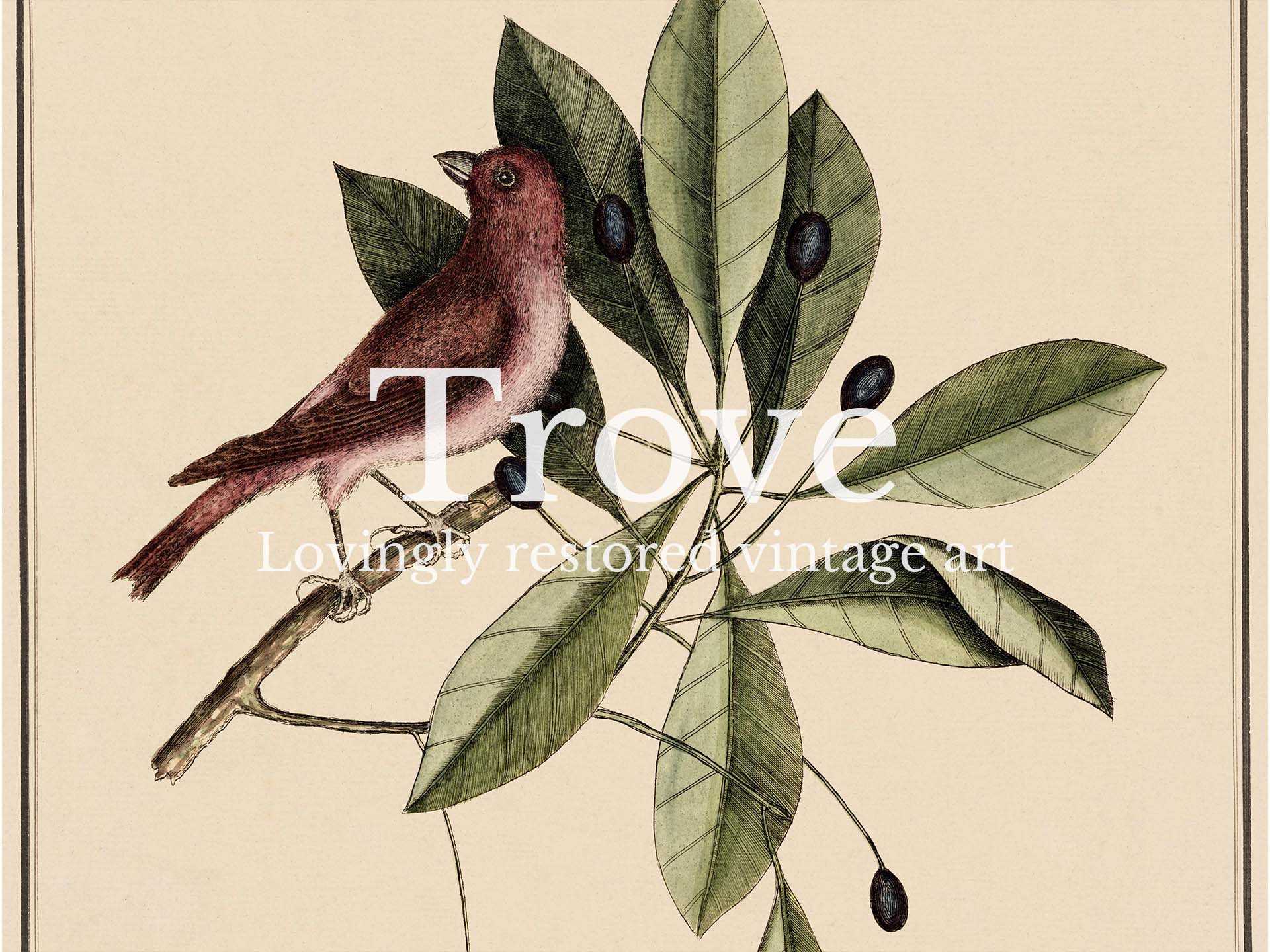 Purple Finch Vintage Art Print