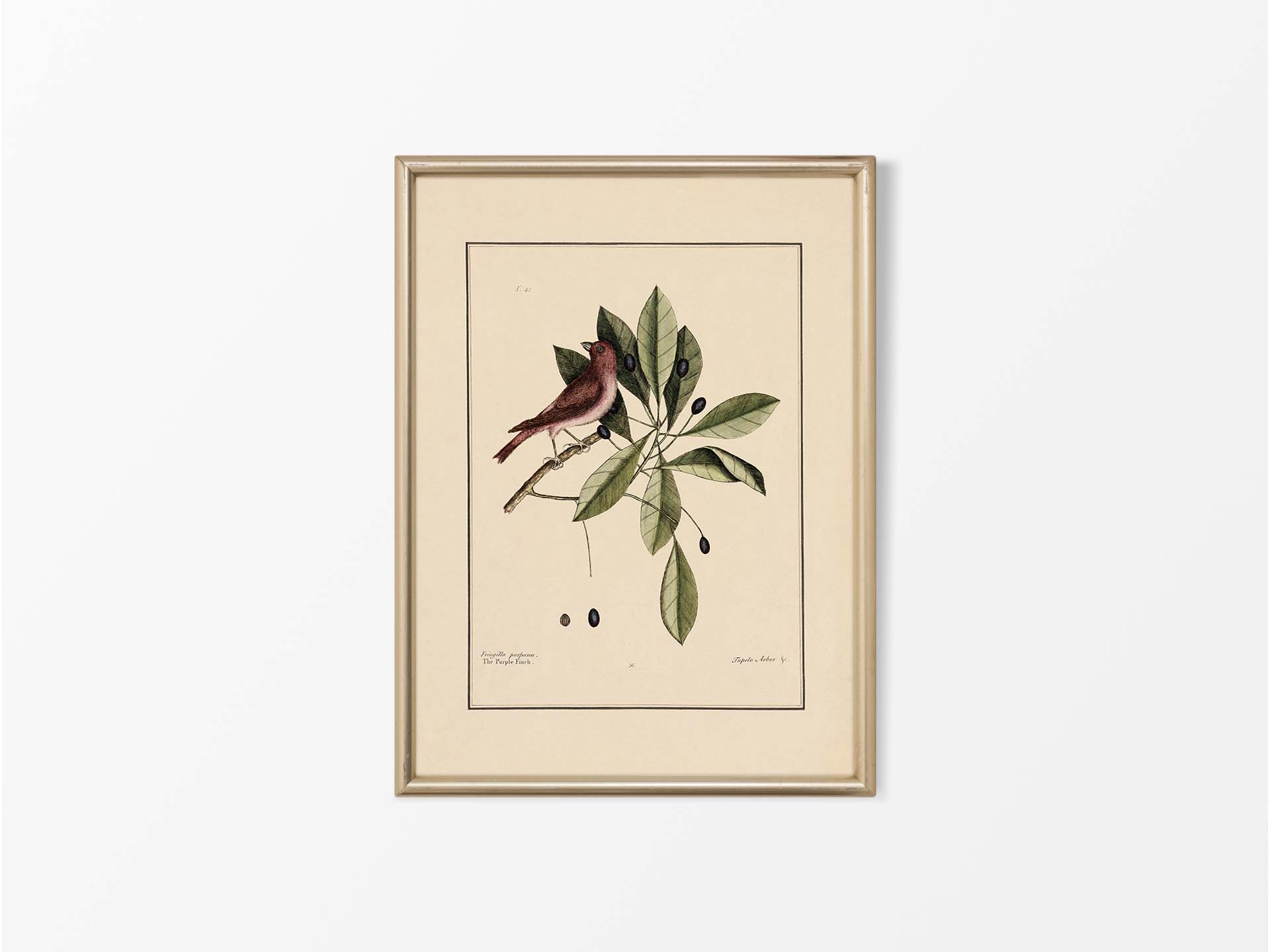 Purple Finch Vintage Art Print