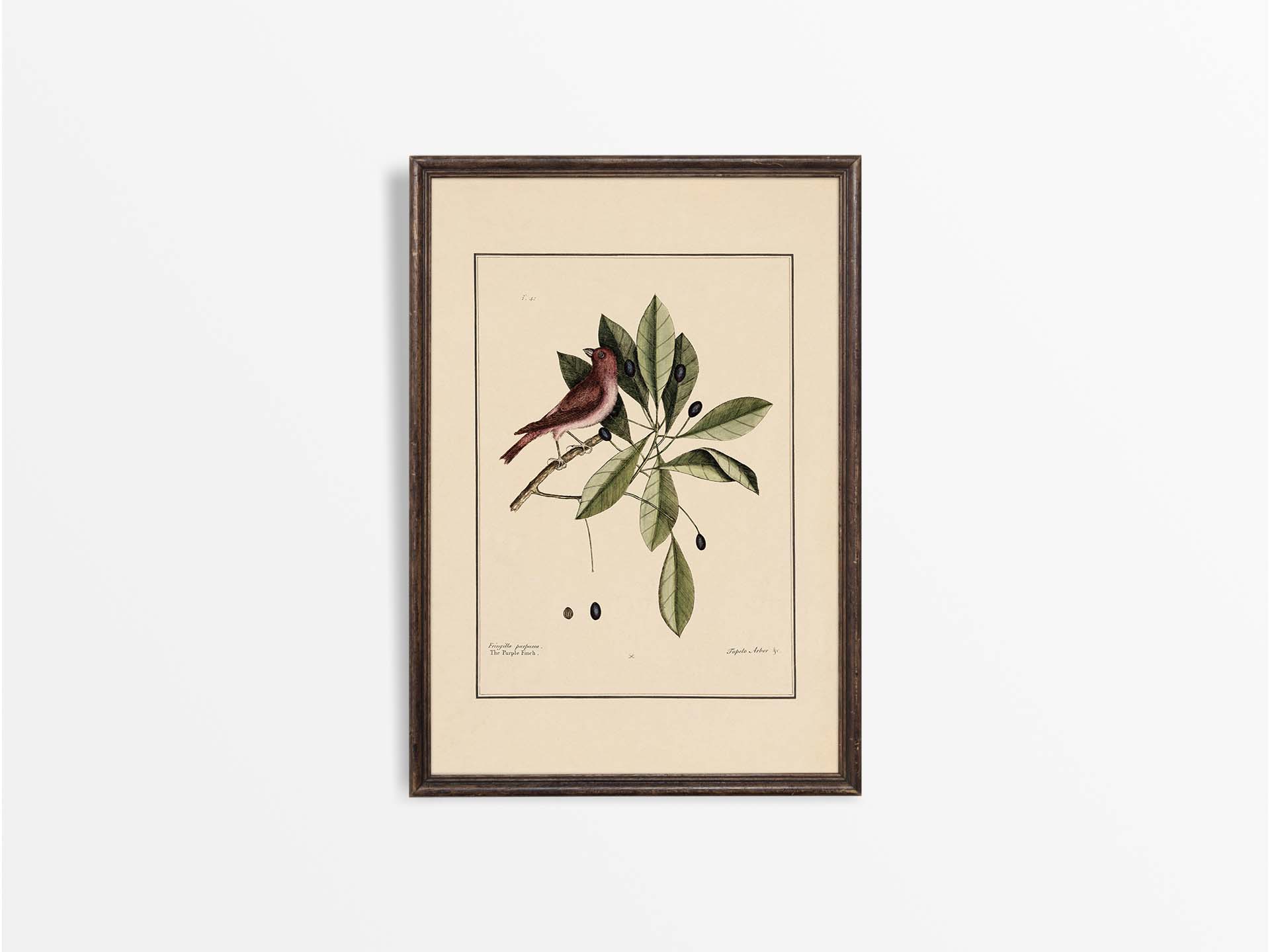 Purple Finch Vintage Art Print