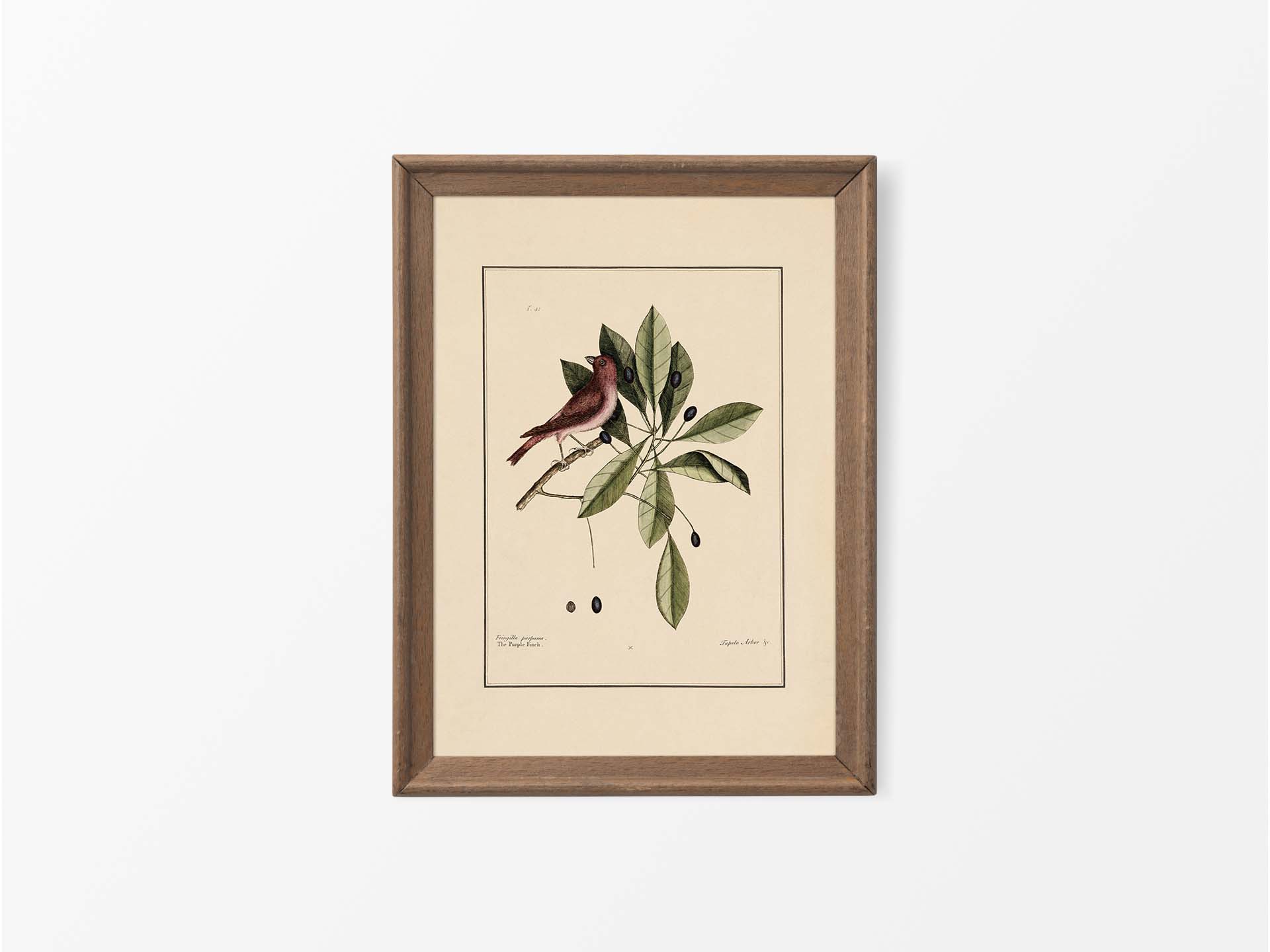Purple Finch Vintage Art Print