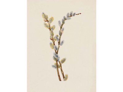 Pussy Willow Vintage Art Print