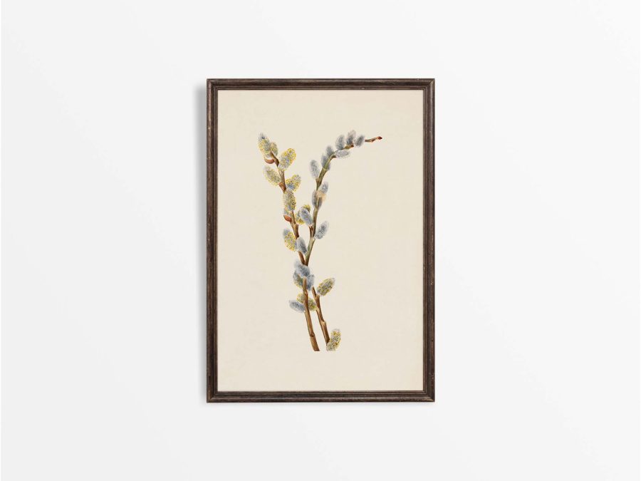 Pussy Willow Vintage Art Print