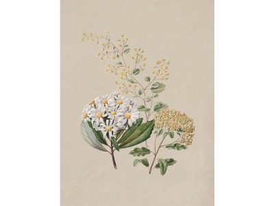Ragwort II Vintage Art Print