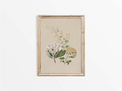 Ragwort II Vintage Art Print
