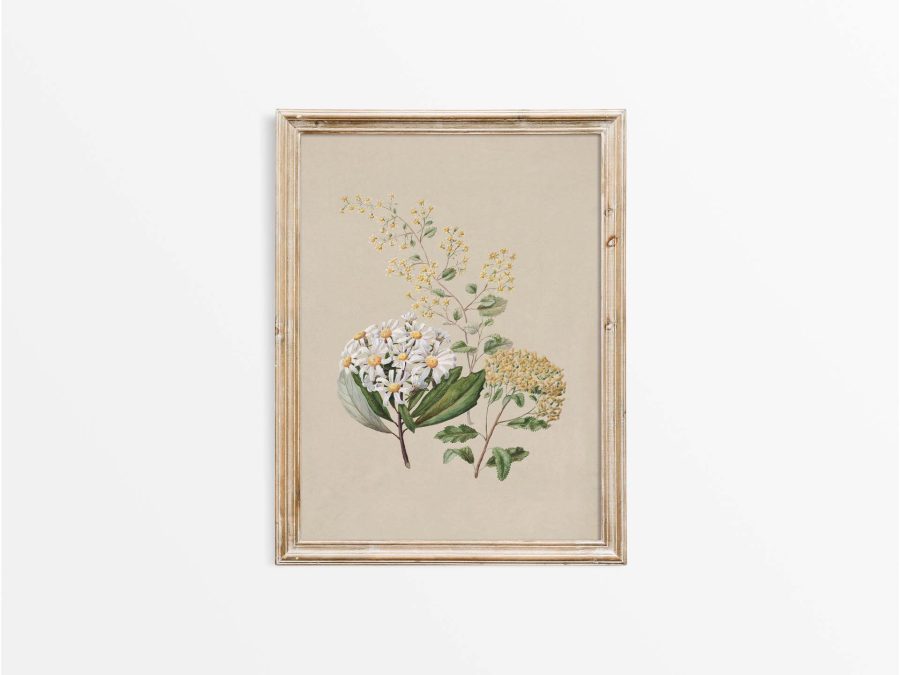 Ragwort II Vintage Art Print