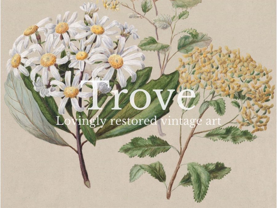 Ragwort II Vintage Art Print