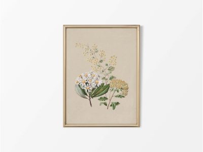 Ragwort II Vintage Art Print