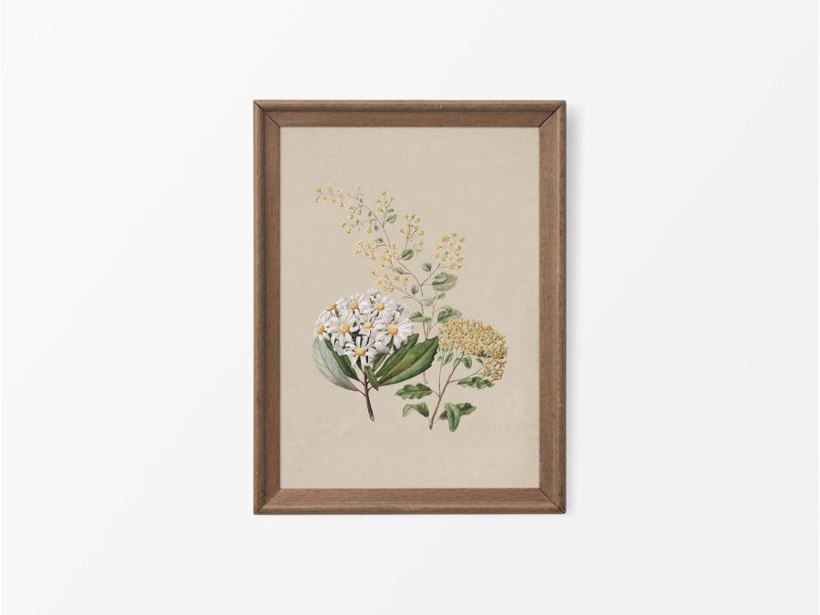Ragwort II Vintage Art Print