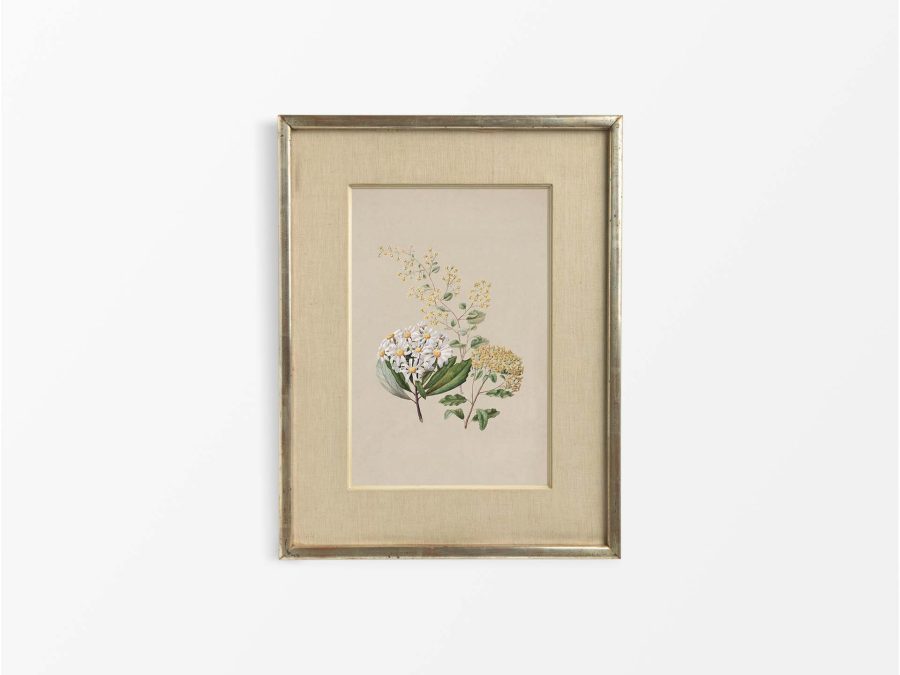 Ragwort II Vintage Art Print