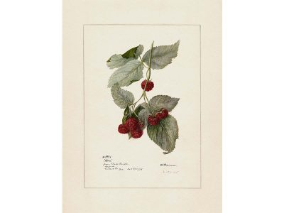 Raspberries Vintage Art Print