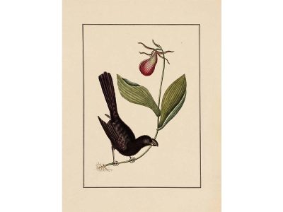 Razor-billed Blackbird Vintage Art Print
