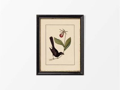 Razor-billed Blackbird Vintage Art Print