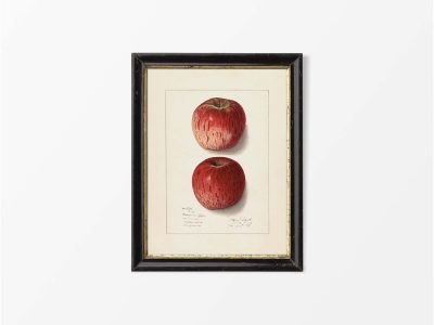 Red Apple II Vintage Art Print