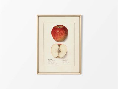 Red Apple Vintage Art Print
