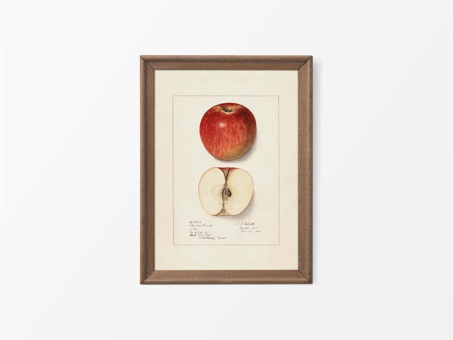 Red Apple Vintage Art Print