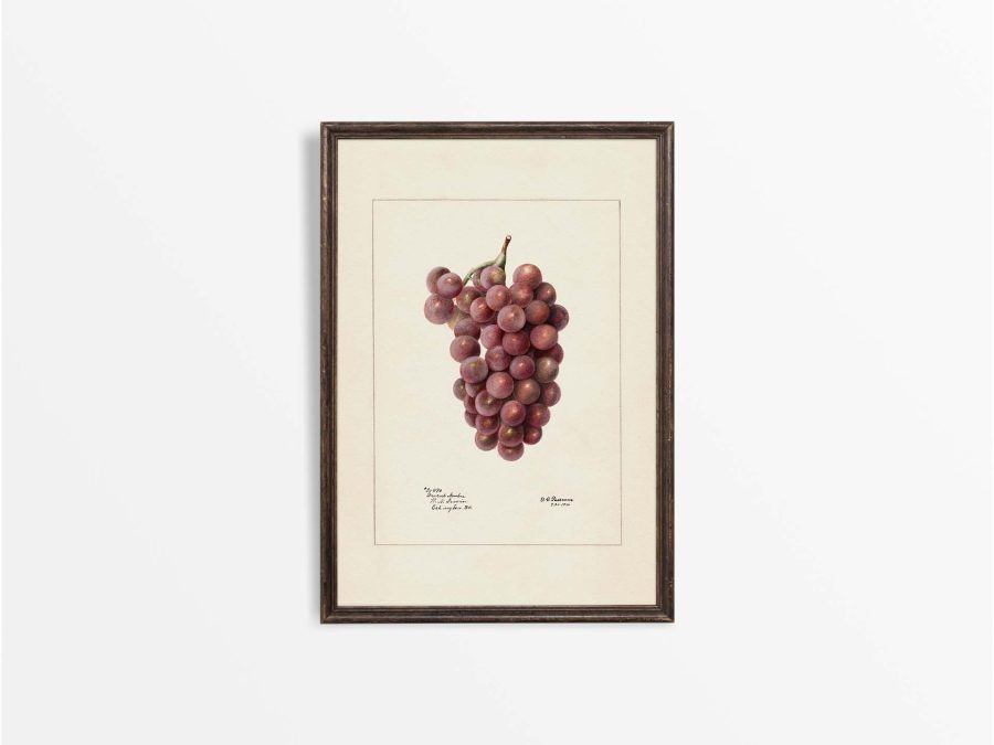 Red Grapes Vintage Art Print