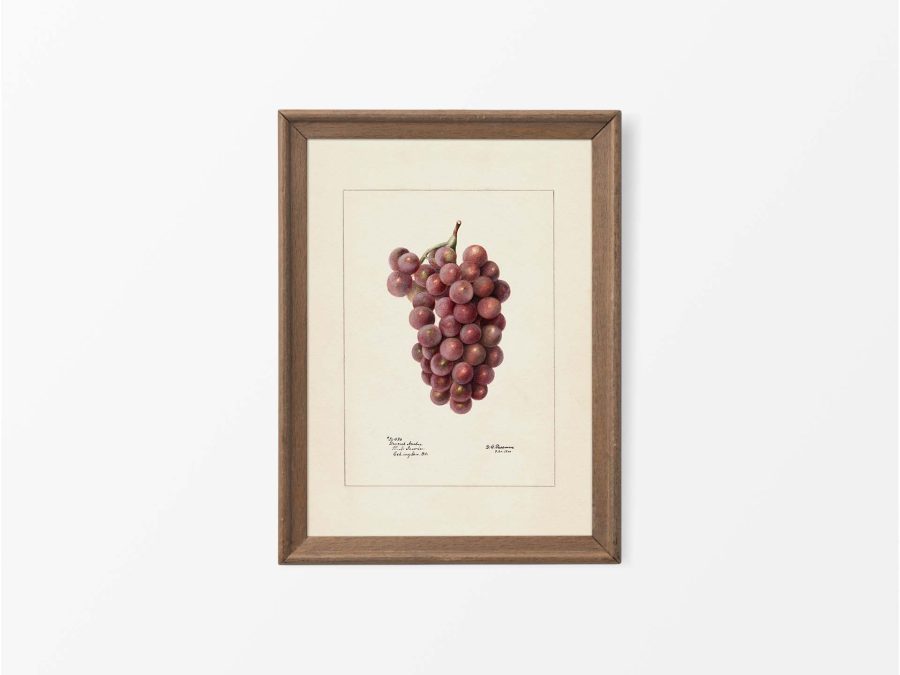 Red Grapes Vintage Art Print