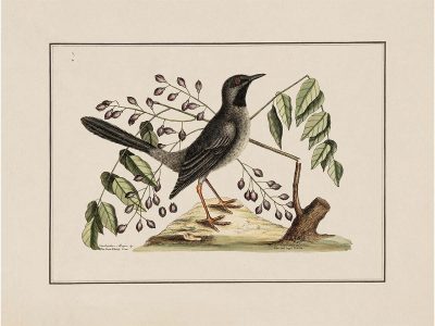 Red-Legged Thrush Vintage Art Print
