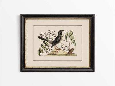 Red-Legged Thrush Vintage Art Print