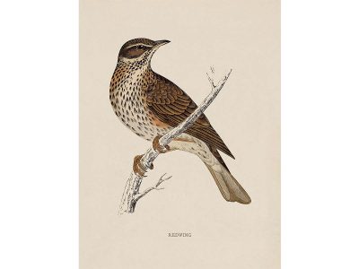 Redwing Vintage Art Print