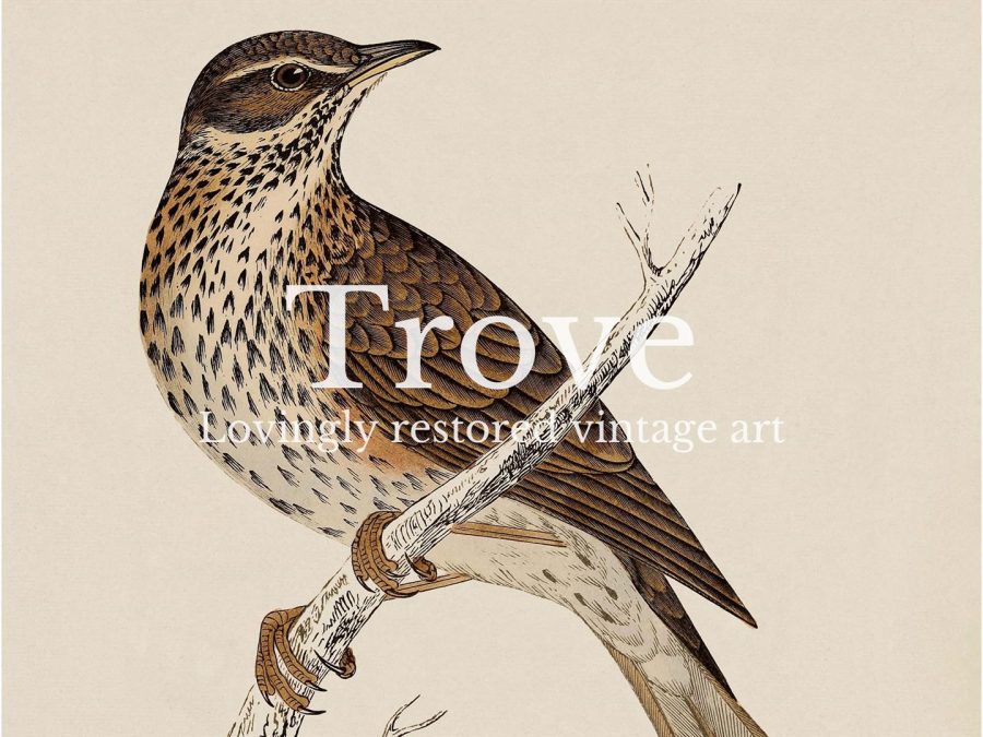 Redwing Vintage Art Print