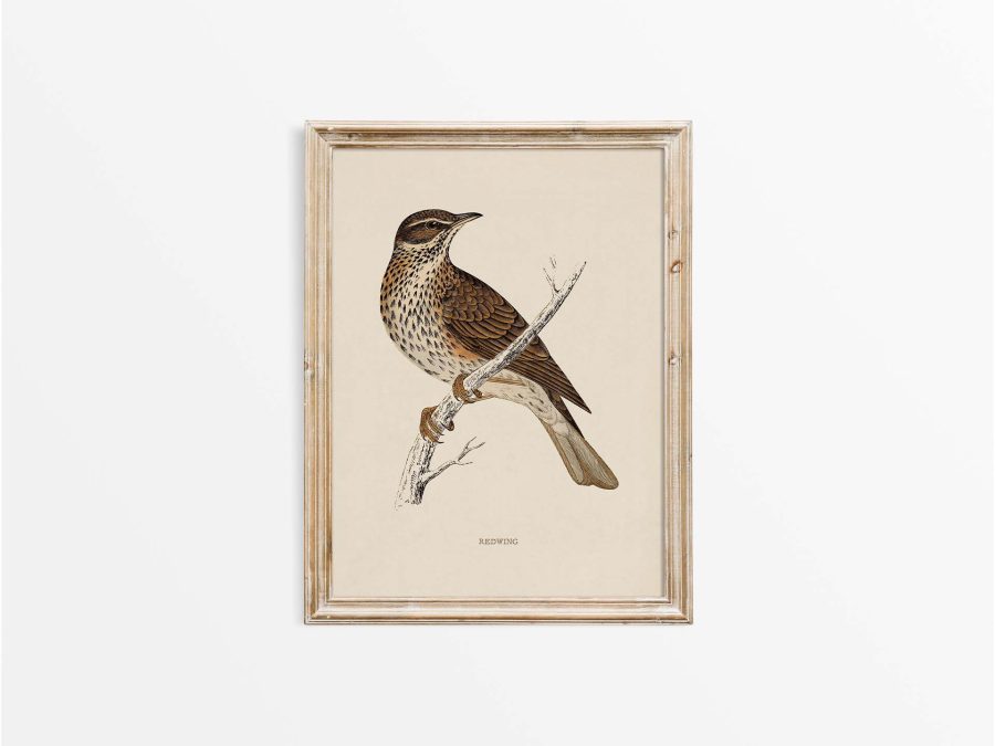 Redwing Vintage Art Print