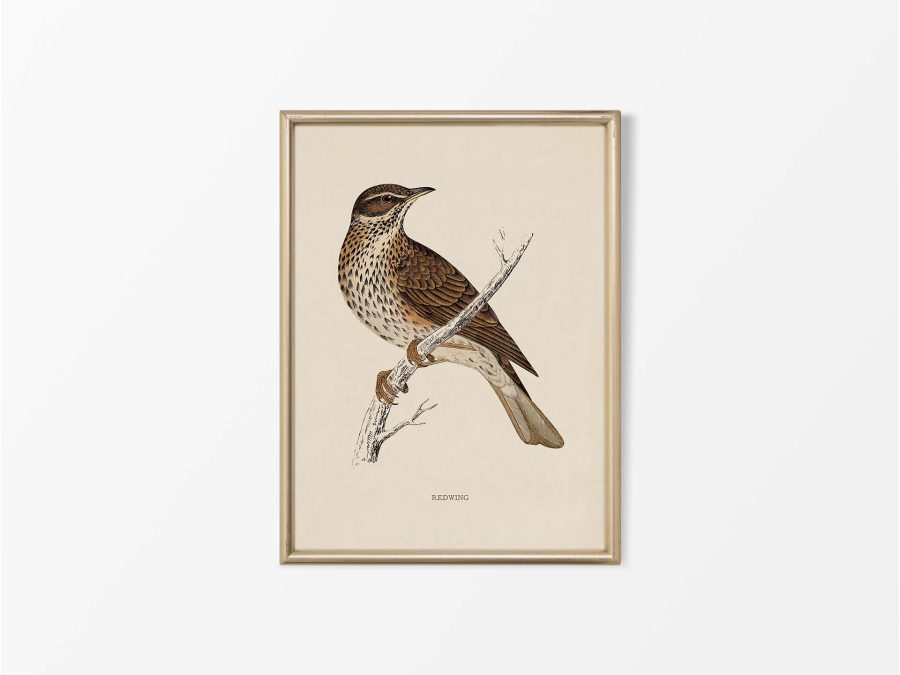 Redwing Vintage Art Print