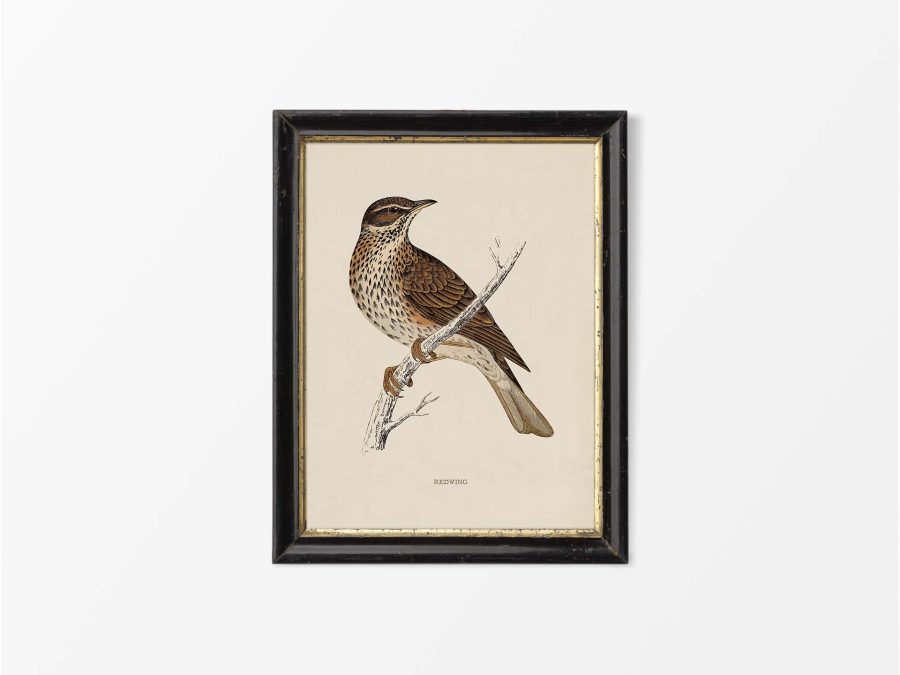Redwing Vintage Art Print