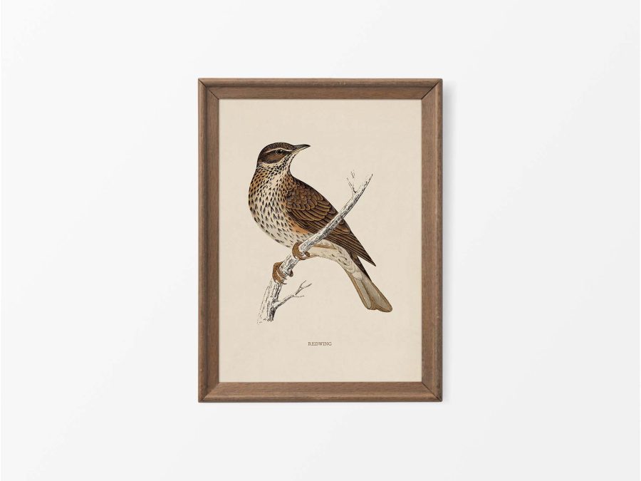 Redwing Vintage Art Print