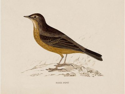 Rock Pipit Vintage Art Print