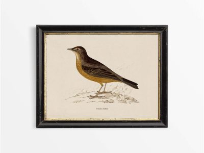 Rock Pipit Vintage Art Print