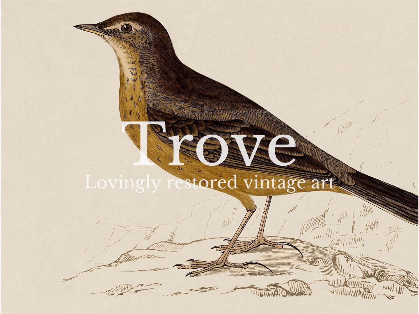 Rock Pipit Vintage Art Print