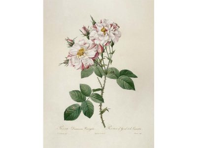 Rose Botanical I Vintage Art Print