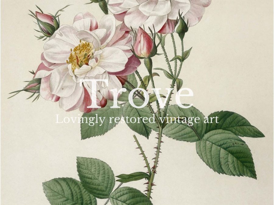 Rose Botanical I Vintage Art Print
