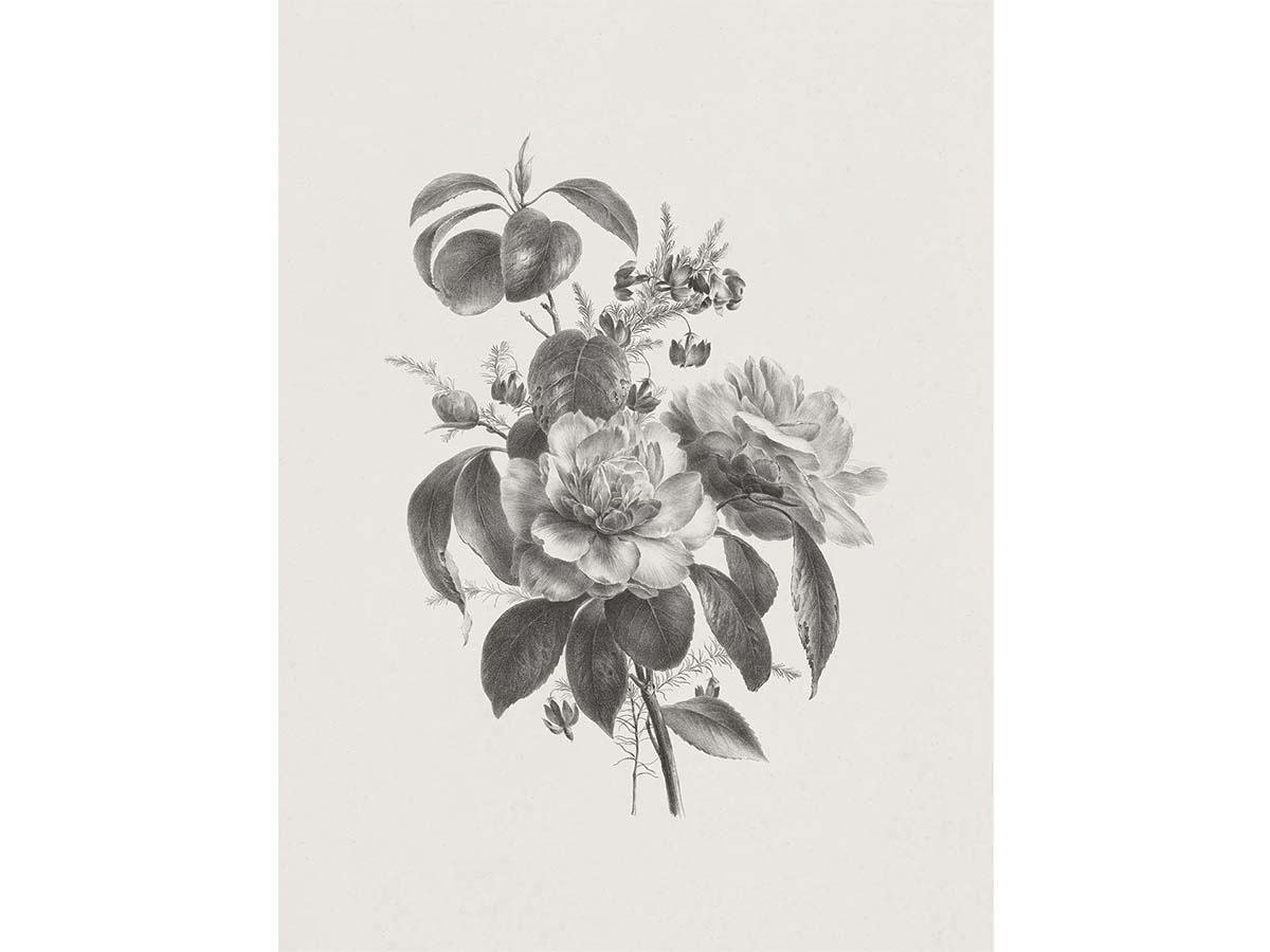 Rose Sketch II - Trove Prints