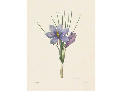 Saffron Crocus Vintage Art Print