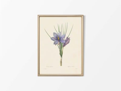 Saffron Crocus Vintage Art Print