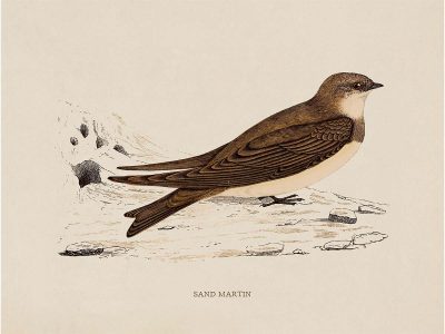 Sand Martin Vintage Art Print