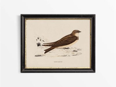 Sand Martin Vintage Art Print