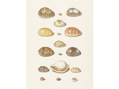 Seashells I Vintage Art Print