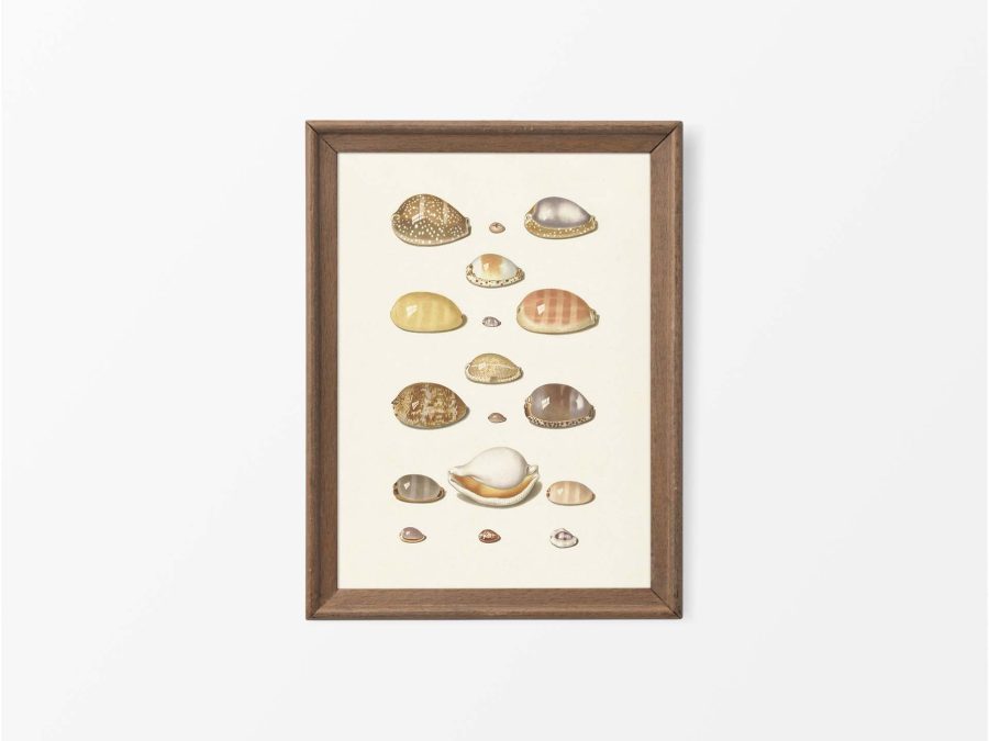 Seashells I Vintage Art Print
