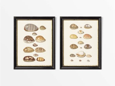 Seashells II (Set of Two) Vintage Art Prints