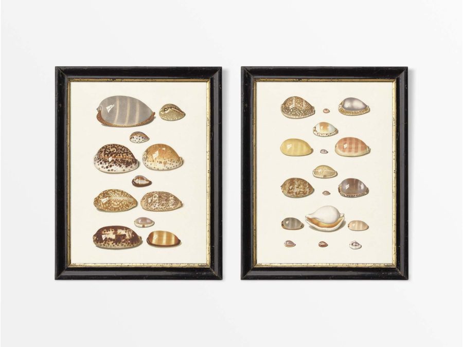 Seashells II (Set of Two) Vintage Art Prints