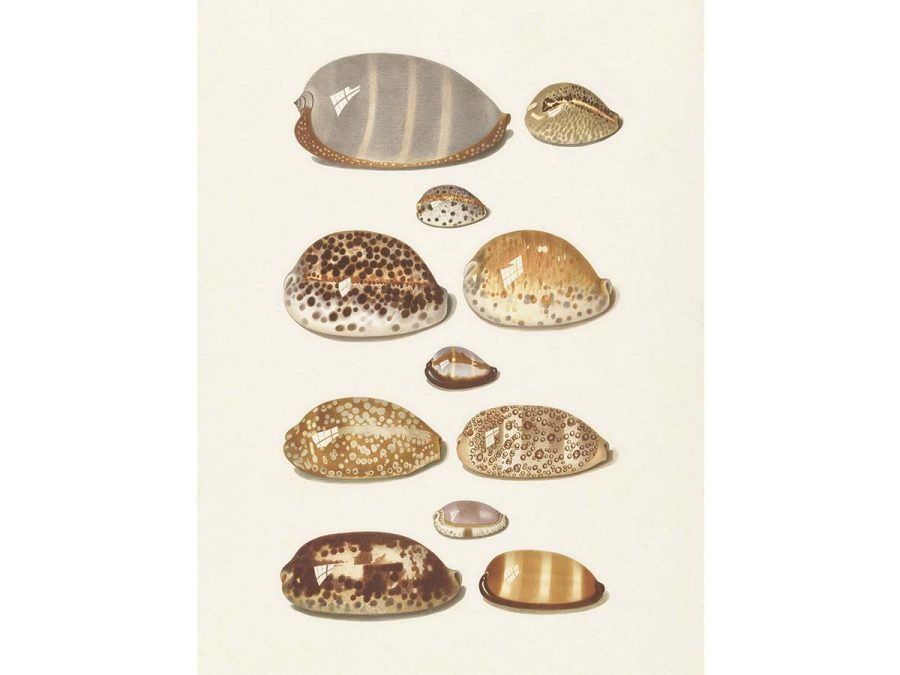 Seashells II Vintage Art Print