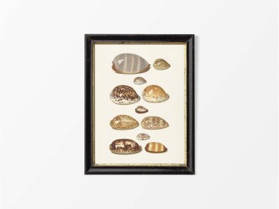 Seashells II Vintage Art Print