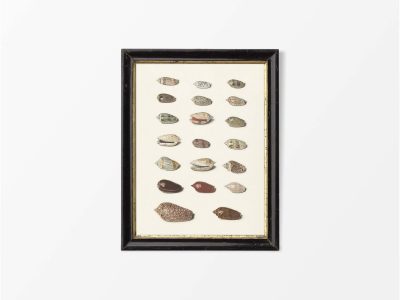 Seashells III Vintage Art Print