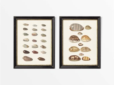 Seashells (Set of Two) Vintage Art Prints