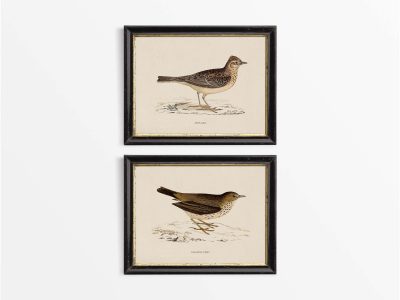 Skylark & Pipit (Set of Two) Vintage Art Prints