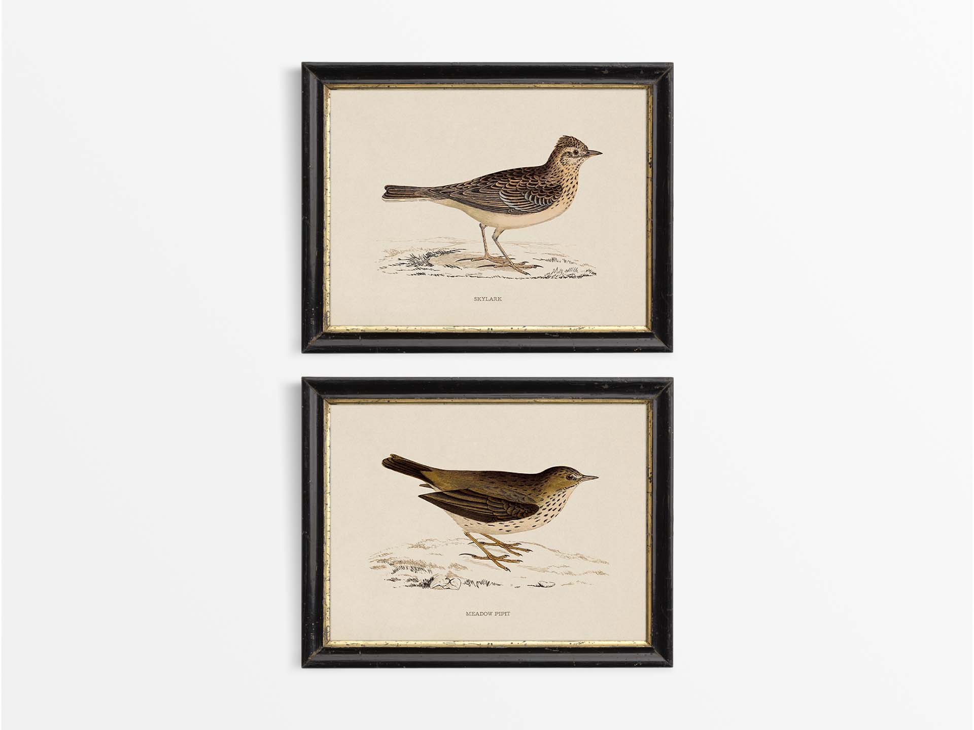 Skylark & Pipit (Set of Two) Vintage Art Prints