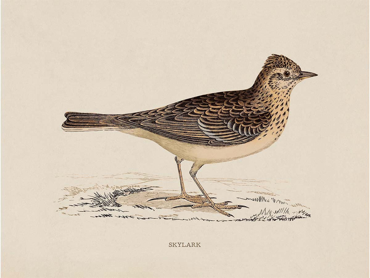 Skylark Vintage Art Print